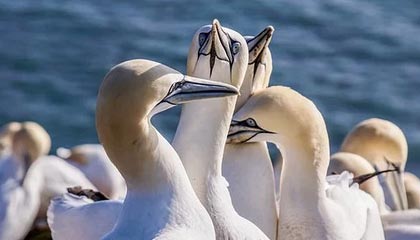 新昌最新的高价找中介取公积金违法吗方法分享(新昌中介取公积金怎么收费教程)