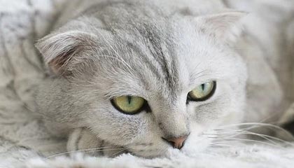 新昌最新的急用钱24小时套医保卡沈阳方法分享(新昌急用钱哪里能刷医保卡教程)